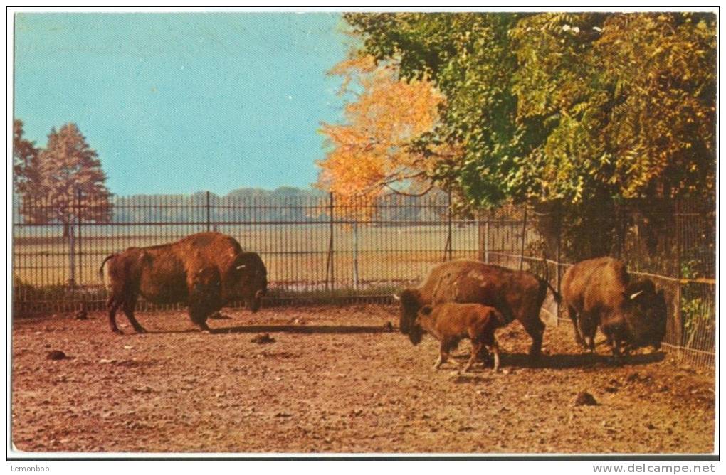 USA, American Bison, Buffalo Zoological Gardens, Buffalo, New York, Unused Postcard [P8490] - Buffalo