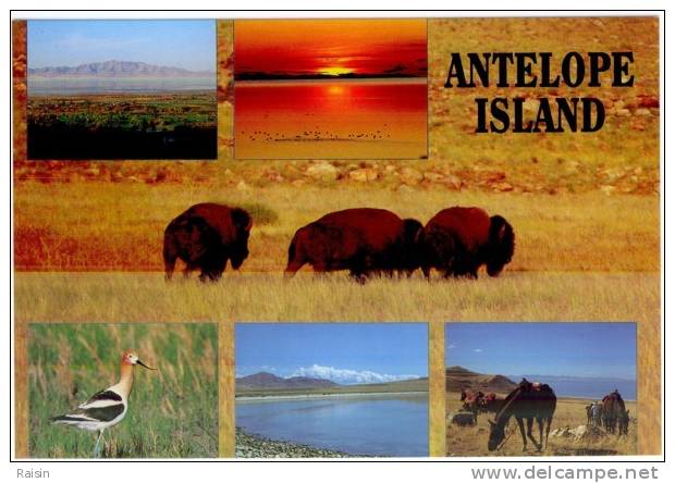 Etats Unis  Utah  Salt Lake City Antelope Island  Antilopes  Bisons Avocette  Coucher De Soleil  CPM Non Circulé TBE - Salt Lake City