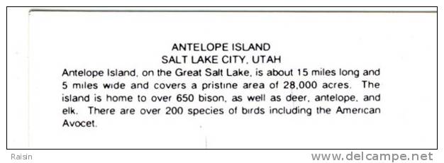 Etats Unis  Utah  Salt Lake City Antelope Island  Antilopes  Bisons Avocette  Coucher De Soleil  CPM Non Circulé TBE - Salt Lake City