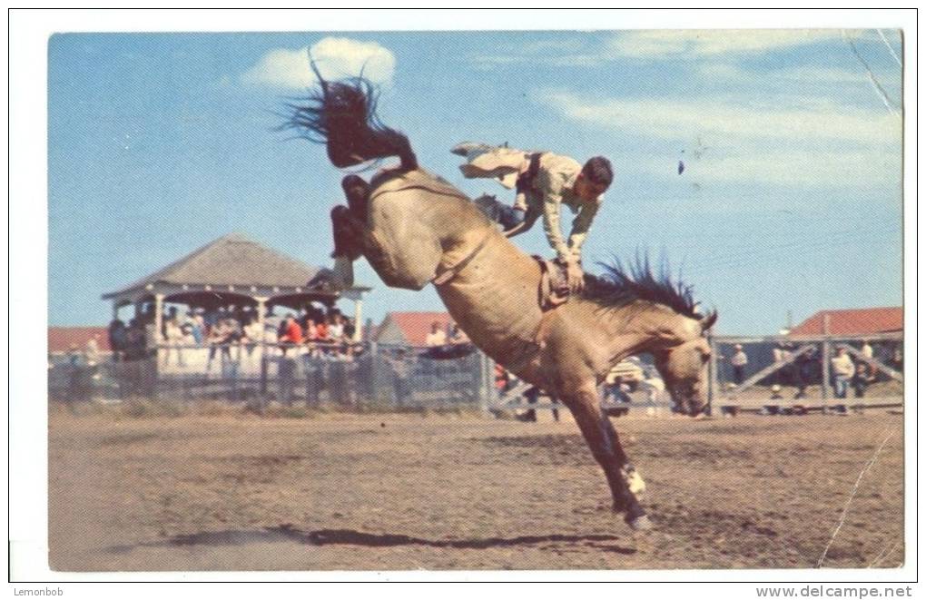 USA, A Typical Rodeo Scene In The West, Terry Buckingham On "High Noon" 1964 Used Postcard [P8520] - Autres & Non Classés