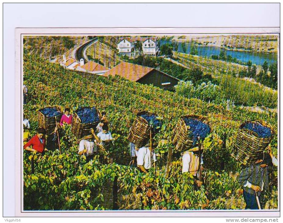 Vendanges Dans Les Collines Du Douro Au Portugal - Vignes