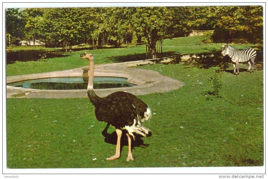 USA, African Veldt, Buffalo Zoological Gardens, Unused Postcard [P8586] - Buffalo