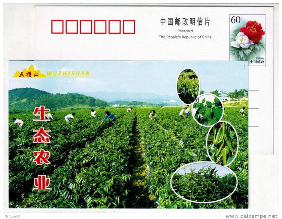 Hill Potherb Vegetable Planting,China 2002 Wuzhishan Tourism Landscape Advertising Pre-stamped Card - Légumes