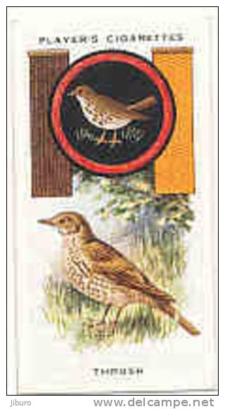 Owl / Boyscout & Girl Guide - Patrol Signs & Emblems / Thrush / Grive Bird Oiseau / IM 39 Players - Player's