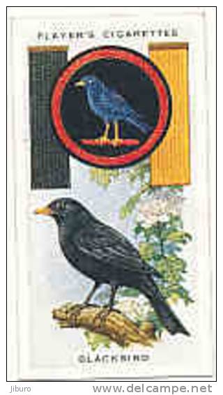 Owl / Boyscout & Girl Guide - Patrol Signs & Emblems / Blackbird / Merle Bird Oiseau / IM 39 Players - Player's