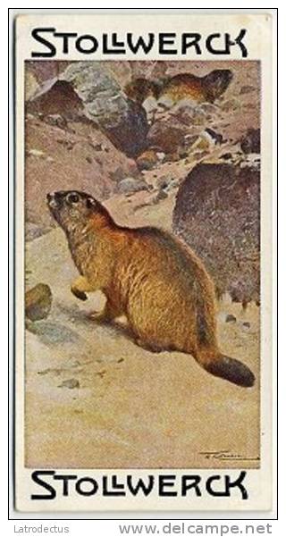 Stollwerck - Règne Animal&ndash; 1.2 (NL) &ndash; Marmot, Marmotte, Marmota - Stollwerck