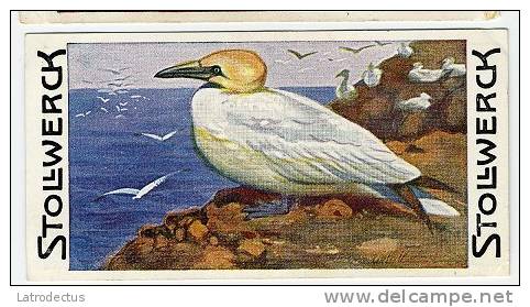 Stollwerck - Règne Animal– 3.4 (FR) – Le Fou De Bassan, Sula, Morus, Gannet, Jan-van-gent - Stollwerck