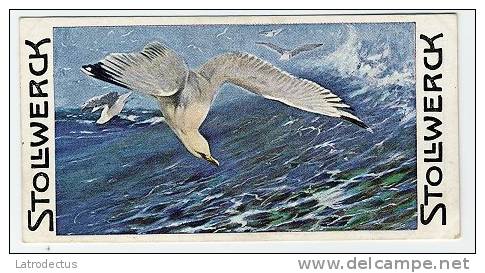 Stollwerck - Règne Animal– 3.5 (FR) – La Mouette Argentée, Larus, Chroicocephalus, Silver Gull, Zilvermeeuw - Stollwerck