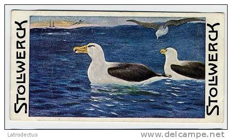 Stollwerck - Règne Animal– 3.6 (FR) – L’Albatros Hurieur, Diomedea, Wandering Albatross, Reuzenalbatro - Stollwerck