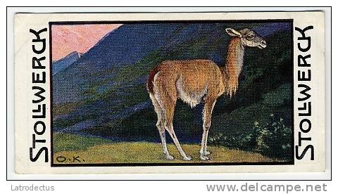 Stollwerck - Règne Animal– 4.1 (FR) – La Vigogne, Vicugna, Vicuña, Lama - Stollwerck
