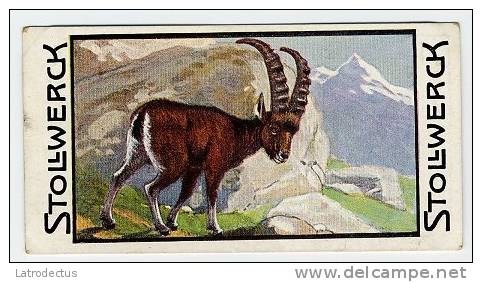 Stollwerck - Règne Animal– 4.3 (FR) – Le Bouquetin, Capra, Alpine Ibex, Alpensteenbok  - Stollwerck