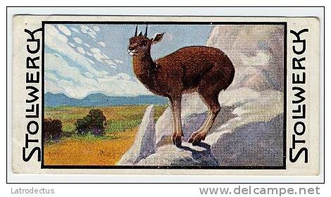 Stollwerck - Règne Animal&ndash; 4.4 (NL) - De Klipspringer, Oreotragus, L'oréotrague&nbsp;&nbsp; - Stollwerck