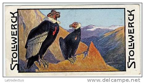 Stollwerck - Règne Animal&ndash; 4.5 (NL) &ndash; Condor, Vultur, Vulture - Stollwerck