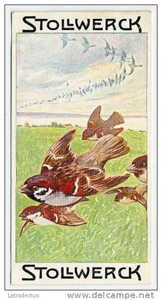 Stollwerck - Règne Animal - 6.2 (FR) – Le Moineau Domestique, Passer, Huismus, House Sparrow - Stollwerck