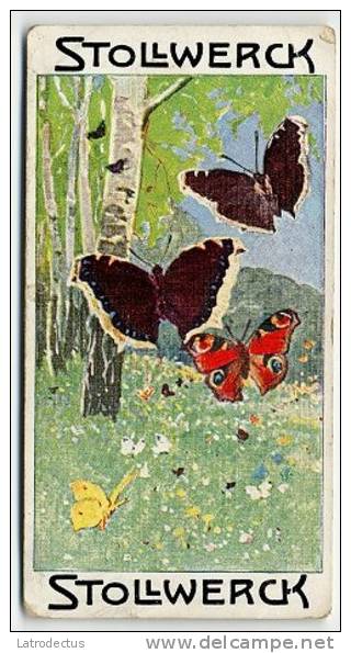 Stollwerck - Règne Animal - 6.3 (NL) &ndash; De Vlinders, Butterfly, Butterflies, Papillons - Stollwerck
