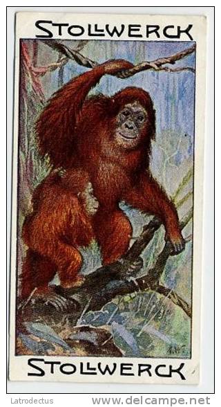 Stollwerck - Règne Animal - 7.1 (FR) – L’Orang-outang, Pongo, Orangutans, Orang-oetans - Stollwerck