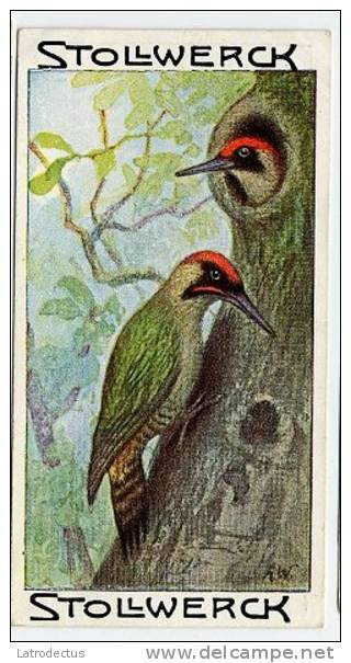 Stollwerck - Règne Animal - 7.4 (NL) &ndash; Groene Specht, Picus, &nbsp;Green Woodpecker, Pic Vert - Stollwerck