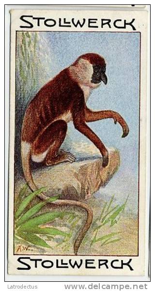 Stollwerck - Règne Animal – 8.3 (FR) – Nasique, Nasalis, Proboscis Monkey, Neusaap - Stollwerck