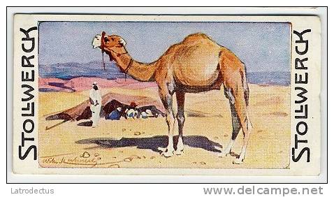 Stollwerck - Règne Animal – 11.1 (FR) – Dromedaire, Camelus, Dromedarus, Dromedary  - Stollwerck