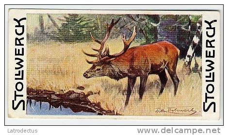 Stollwerck - Règne Animal – 11.3 (NL) – Edelhert, Cervus, Red Deer,  cerf élaphe - Stollwerck