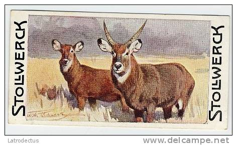 Stollwerck - Règne Animal &ndash; 11.5 (NL) &ndash; Waterbok, Kobus, Cobe à Croissant, Waterbuck, Antilope Sing-sing - Stollwerck