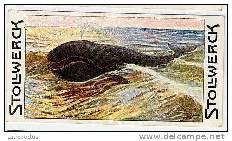 Stollwerck - Règne Animal &ndash; 12.2 (NL) &ndash; Groenlandsche Walvisch, Groenlandse Walvis, Balaena, Baleine Boréale - Stollwerck