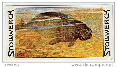 Stollwerck - Règne Animal – 12.3 (FR) – Dugong, Doejong, Indische Zeekoe - Stollwerck