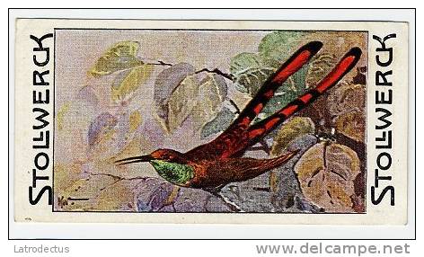Stollwerck - Règne Animal &ndash; 13.3 (NL) &ndash; Kolibri, Trochilidae, Hummingbirds, Trochilidés, Colibris&nbsp; - Stollwerck