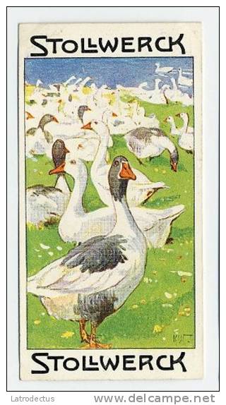 Stollwerck - Règne Animal – 20.2 (FR) – Les Oies Domestique, Anser, Geese, Goose, Gans  - Stollwerck