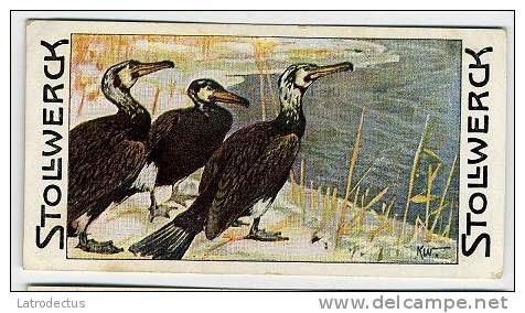 Stollwerck - Règne Animal &ndash; 21.1 (NL) &ndash; Aalscholver, Phalacrocorax, Cormorant, Cormoran - Stollwerck