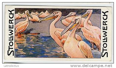 Stollwerck - Règne Animal – 21.2 (FR) – Pélican, Pelecanus, Pelikaan - Stollwerck