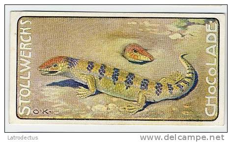 Stollwerck - Règne Animal – 25.5 (FR) – Scinque Des Boutiques, Scincidae,  lézards, Skinks, Lizards, Sk - Stollwerck