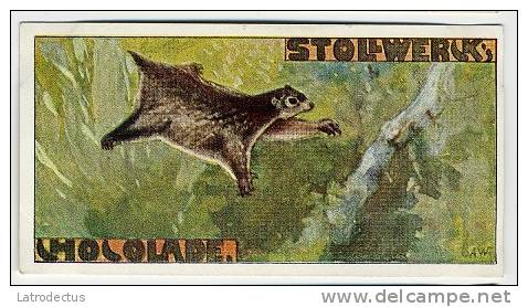 Stollwerck - Règne Animal – 26.4 (FR) – Galéopithèque, Cynocephalus,  Flying Lemur, Vliegende Kat  - Stollwerck