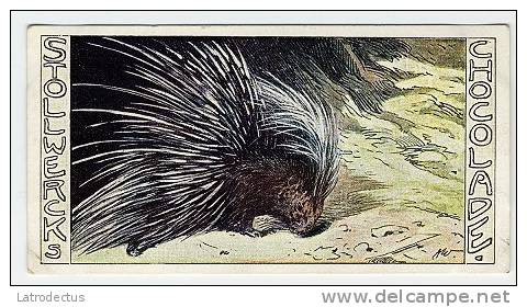 Stollwerck - Règne Animal – 28.3 (FR) – Porc-épic, Porcupines, Hystrix, Stekelvarken  - Stollwerck