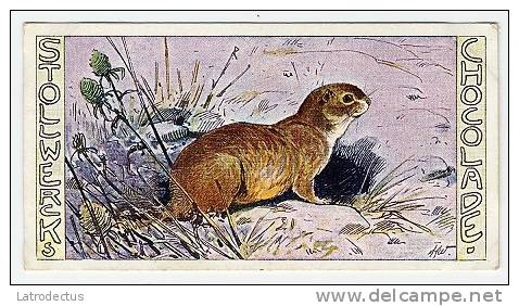 Stollwerck - Règne Animal – 28.5 (FR) – Spermophile, Spermophilus, Sousliks,  ground Squirrels, Sciurid - Stollwerck