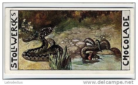 Stollwerck - Règne Animal – 33.4 (FR) – Vipère, Couleuvre à Collier, Serpents, Slangen, Snakes - Stollwerck