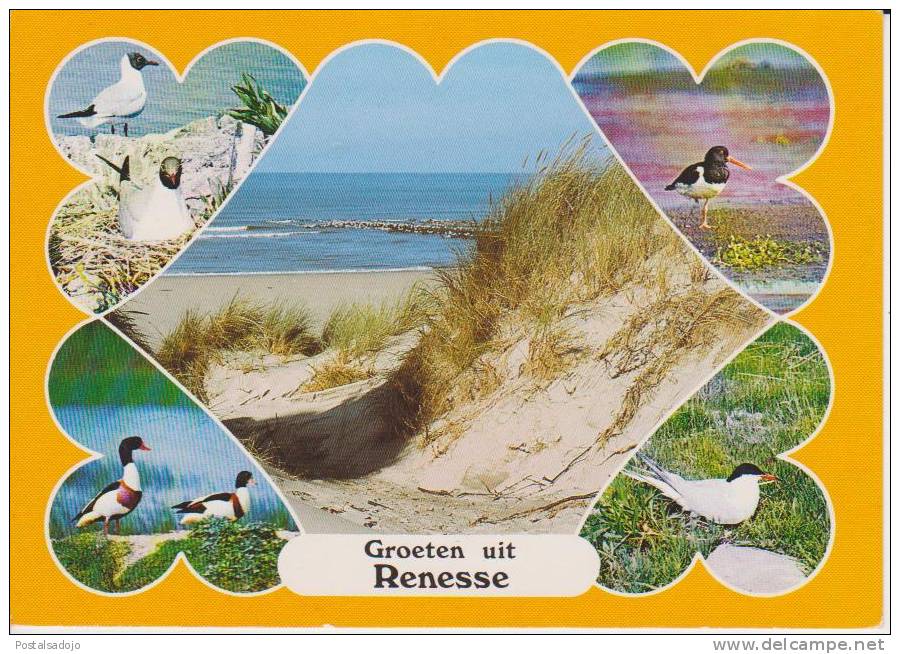 (NE334) RENESSE. OISSEAUX. BIRD - Renesse