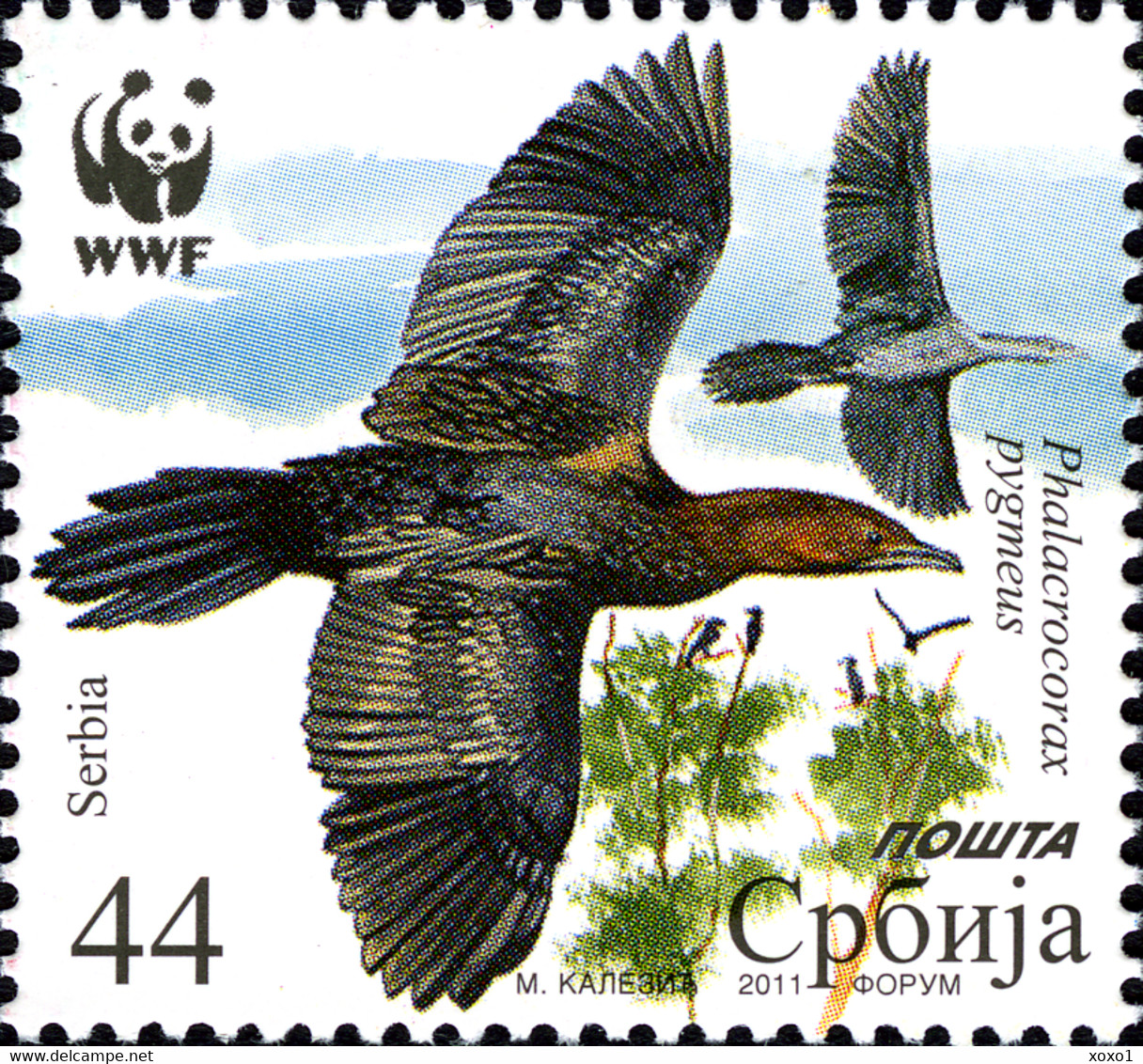 Serbia 2011 MiNr. 400 - 403  Serbien BIRDS WWF  Protected Species The Pygmy Cormorant 4v  MNH**  5,00 € - Albatros & Stormvogels