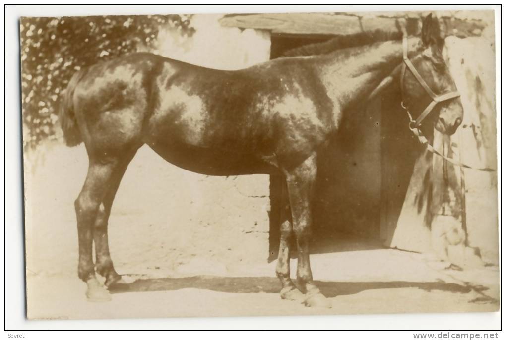 ST JOUIN DE MARNE  -  Carte Photo De L´élevage De Chevaux D´Auguste Et Léandre LEBEAU. - Saint Jouin De Marnes