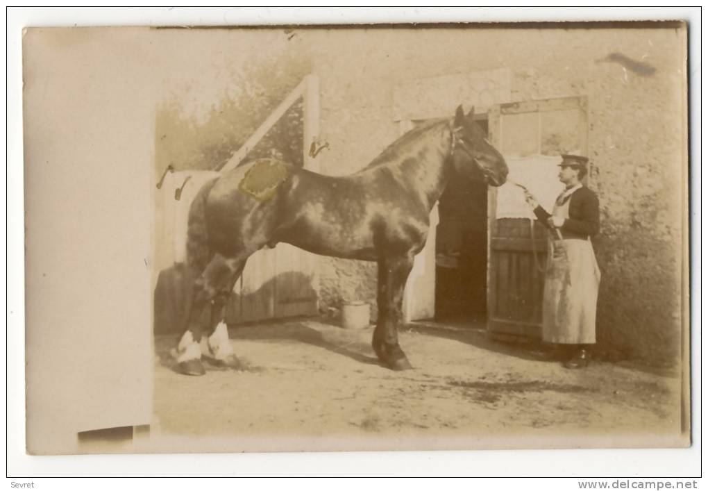 ST JOUIN DE MARNE  -  Carte Photo De L´élevage De Chevaux D´Auguste Et Léandre LEBEAU. - Saint Jouin De Marnes