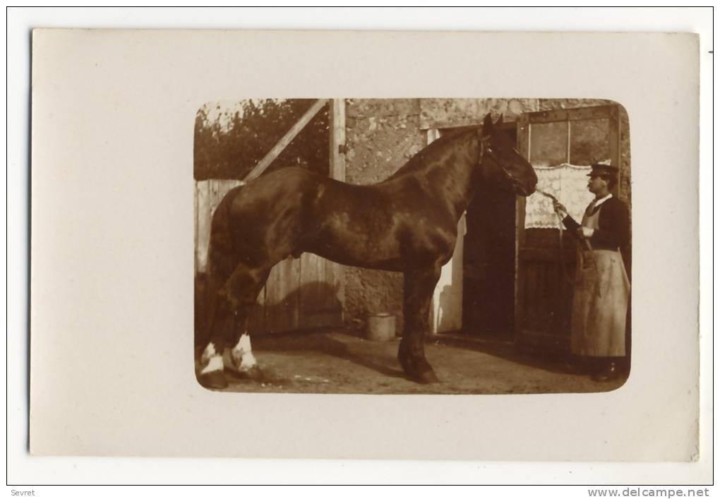 ST JOUIN DE MARNE  -  Carte Photo De L´élevage De Chevaux D´Auguste Et Léandre LEBEAU. - Saint Jouin De Marnes