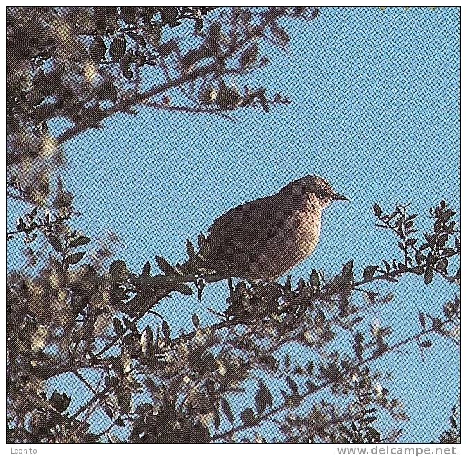 MOCKING BIRD Texas Statebird Able To Imitata Songs Of Other Birds - Autres & Non Classés