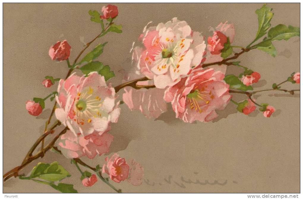 Signée C. KLEIN : Fleurs De Prunus - Klein, Catharina