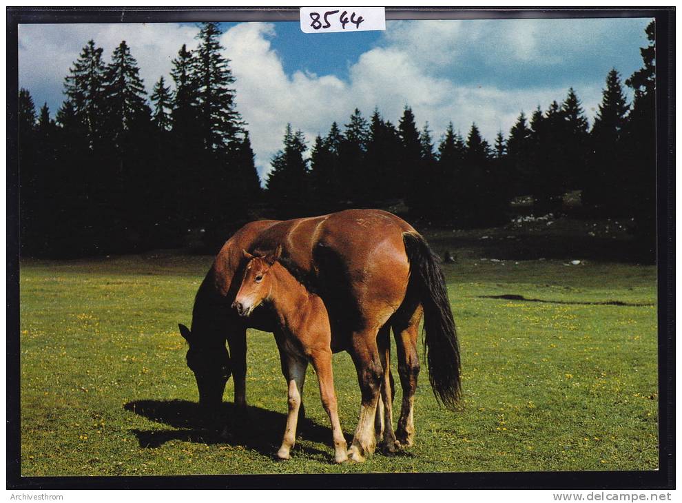 Chevaux Des Pâturages Du Jura (Franches Montagnes) ; Grand Format 10 / 15 (8544) - Andere & Zonder Classificatie