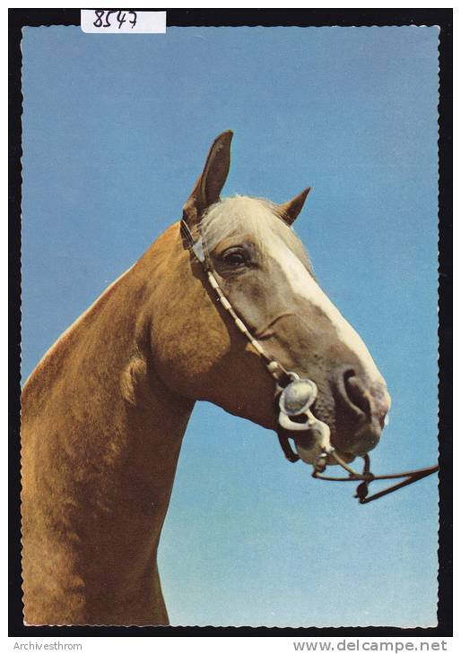 Cheval Du Jura (Franches Montagnes) : Carte Du Marché-Concours De Saignelégier 1968 ; Grand Format 10 / 15 (8547) - Saignelégier