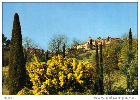 06 MOUGINS Pres De Cannes Et Grasse, Mimosa - Mougins