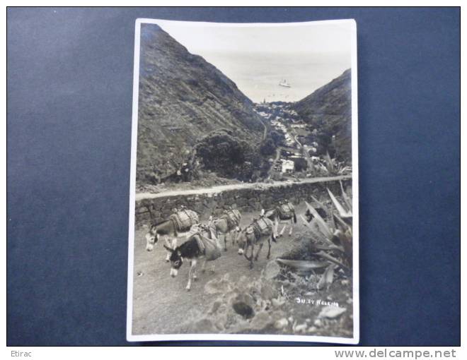 Photo Véritable 11x16cm . Sainte-Hélène (transport Par ânes) - Saint Helena Island