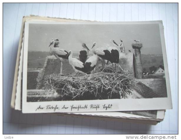 Oostenrijk Österreich Autriche Burgenland Rust Am See Franz Sifkovits Storche - Other & Unclassified