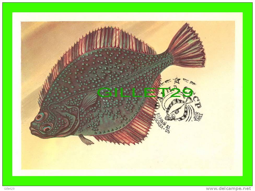 CARTE MAXIMUM, 1983 - POISSON - FISH -  CCCP 6K - SOLE - - Maximumkarten