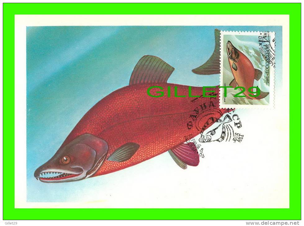 CARTE MAXIMUM, 1983 - POISSON - FISH -  CCCP 4K - NERKA - - Maximumkarten